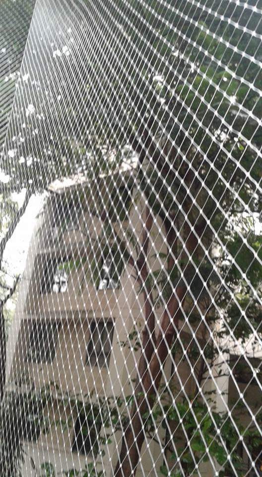 Anti-bird net installed across a building duct area