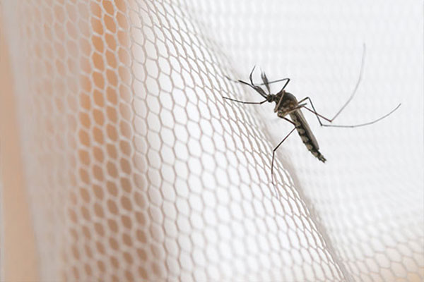 Fine mesh mosquito net fitted on a window